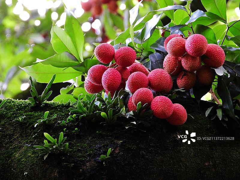 永春荔枝2图片素材