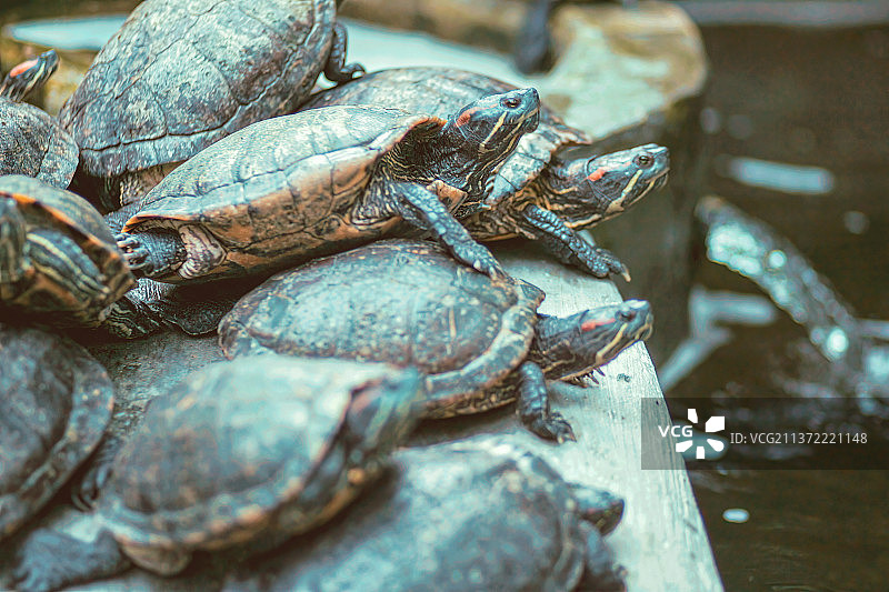 巴西龟图片素材