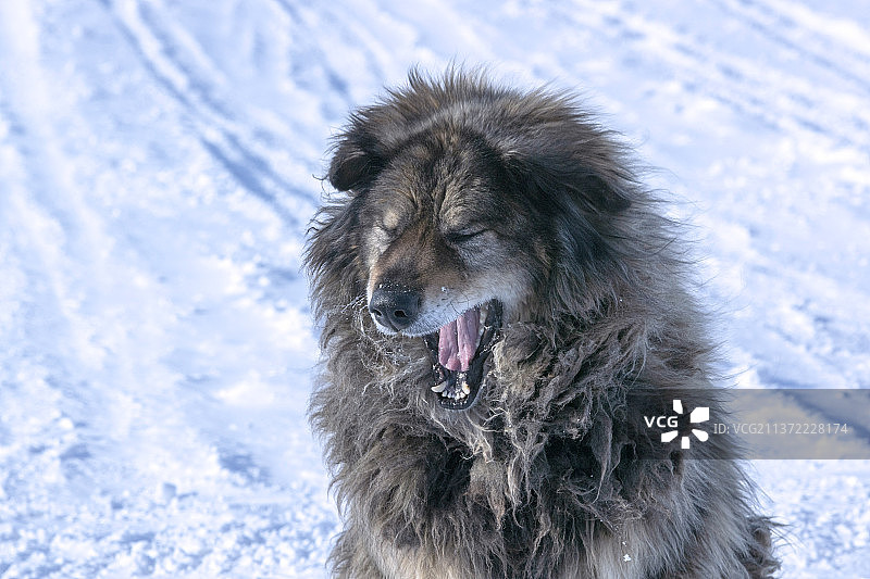 雪原藏獒图片素材