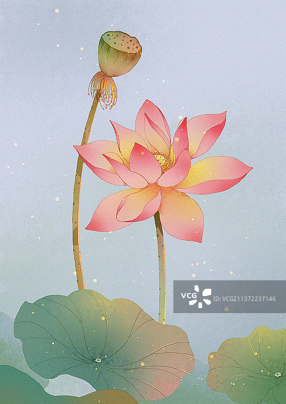 插画夏天荷花水彩图片素材