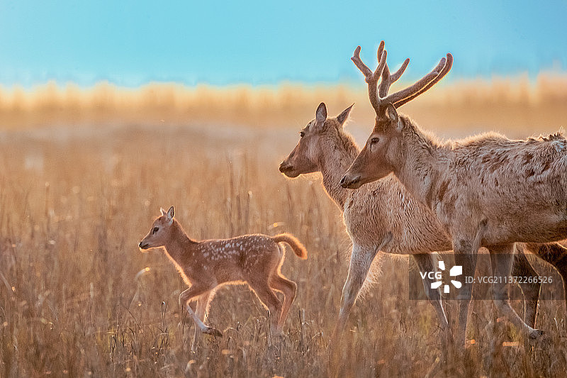 麋鹿----晨曦初照合家欢图片素材