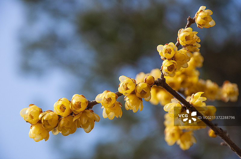 东湖梅园腊梅图片素材