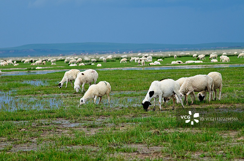 贡格尔草原放牧牛羊图片素材