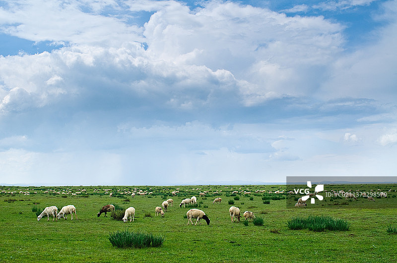 贡格尔草原牧羊图片素材