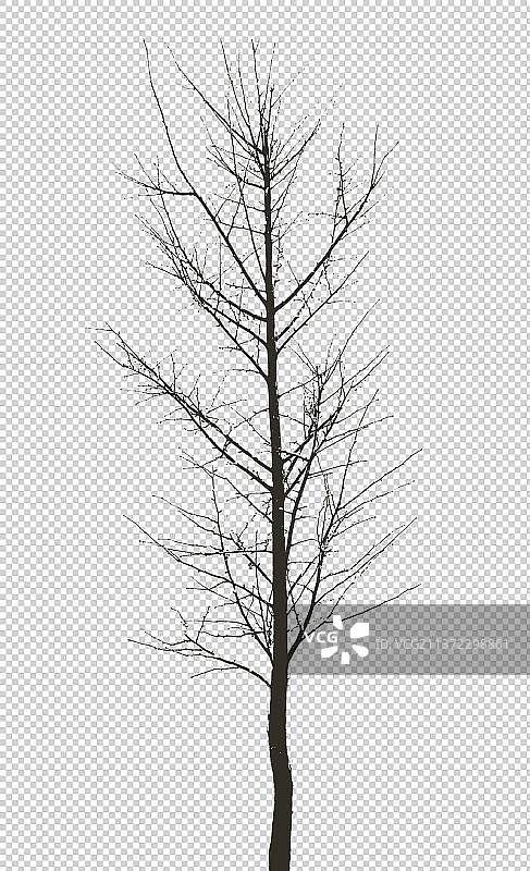 树枝图片素材