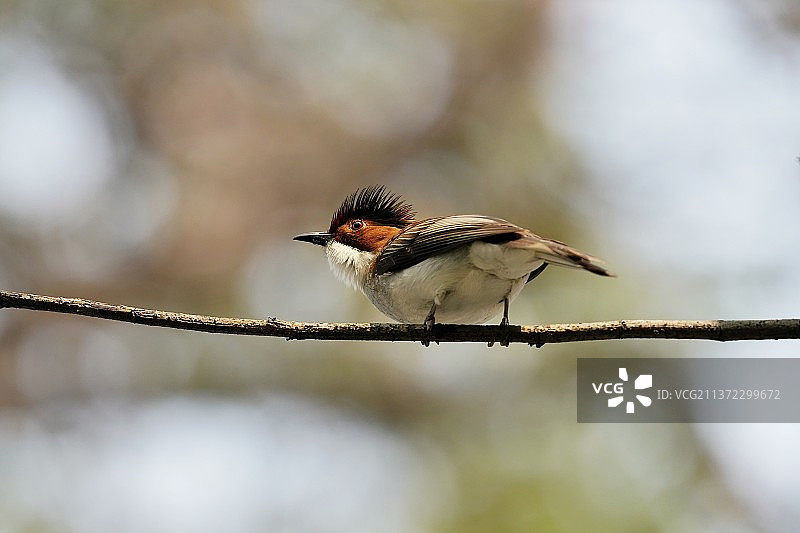 鸟栖息在树枝上的特写镜头图片素材