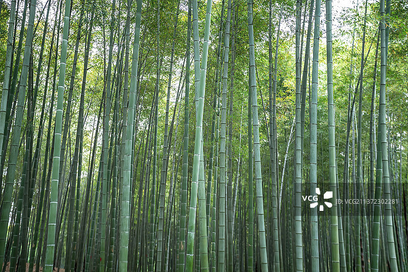 户外竹林深处图片素材