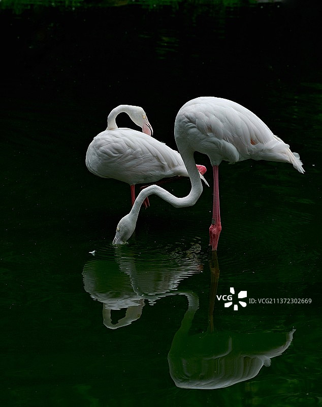 火烈鸟·曲颈映清波图片素材