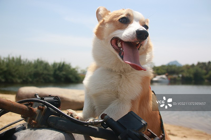 柯基户外宠物图片素材