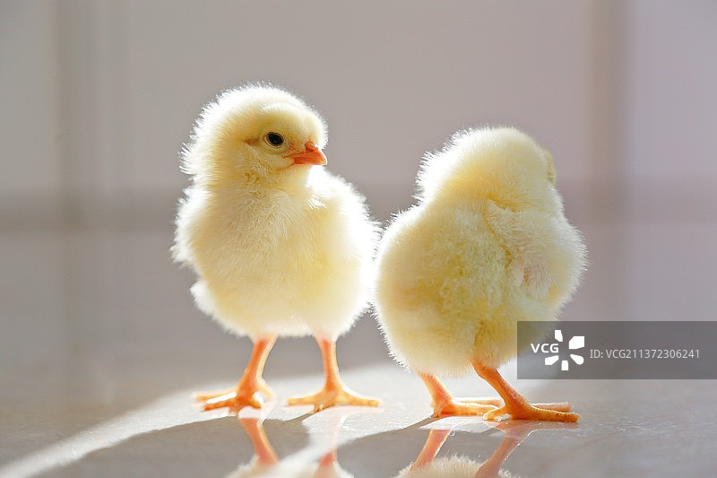 两只小鸡站在地板上图片素材