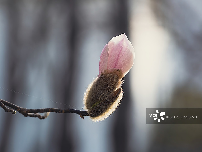 公园里的白玉兰图片素材