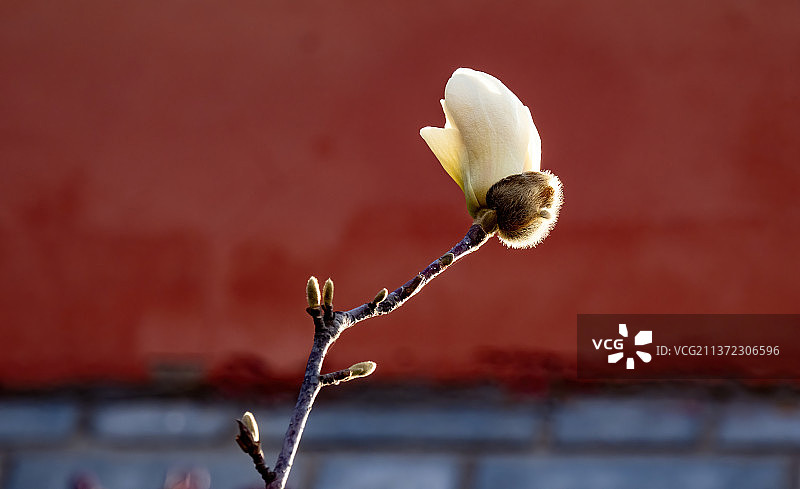 公园里的白玉兰图片素材