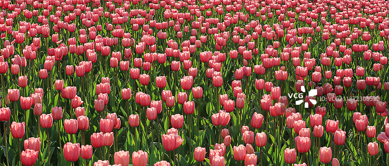 郁金香图片素材