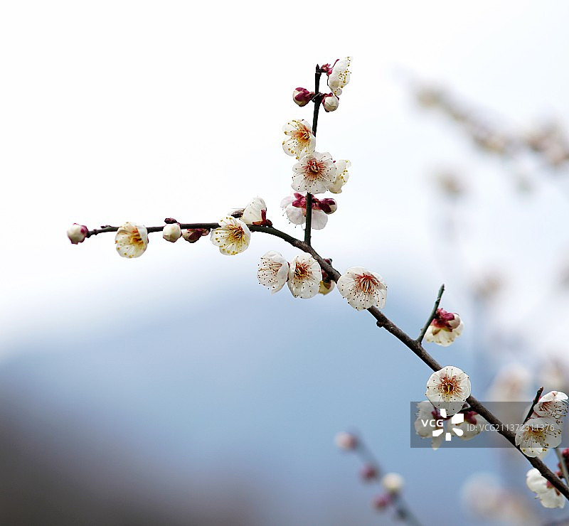 梅花图片素材