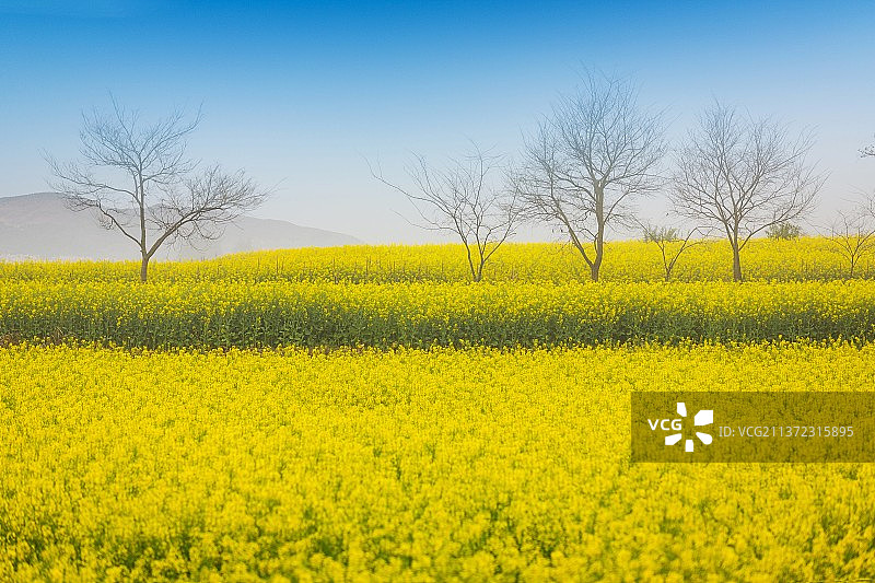 油菜花开图片素材