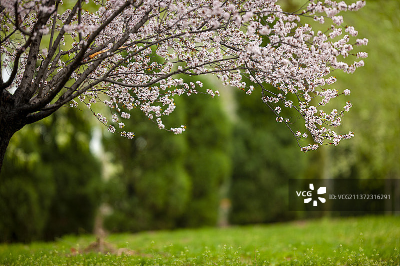 婀娜多姿图片素材