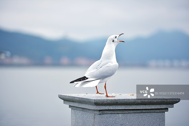 云南昆明滇池海埂公园海埂大坝西山公园海鸥栖息在挡土墙上的特写镜头图片素材