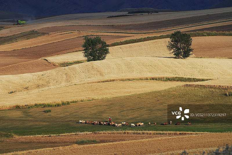 牧羊人在秋天图片素材