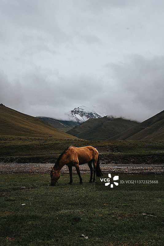 孤独的马儿在雪山下吃着孤独的草图片素材