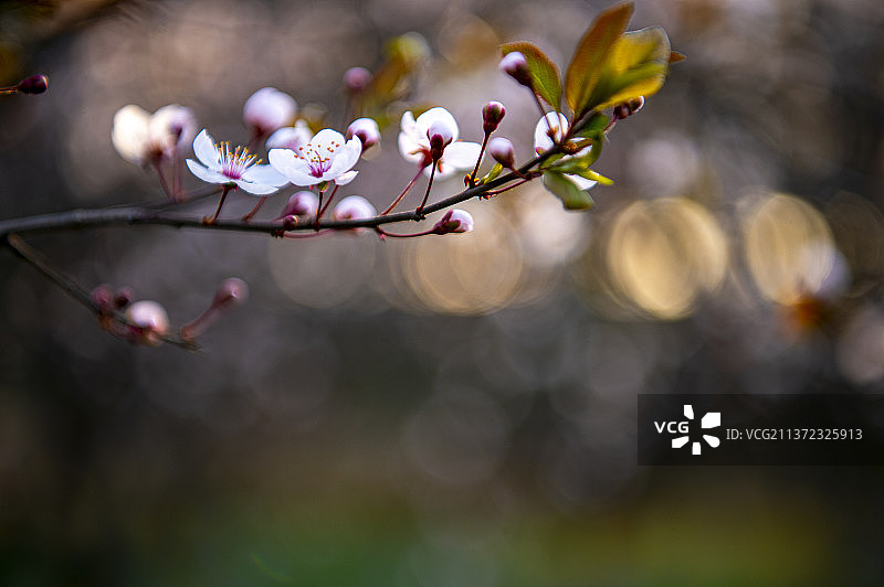 迎春花开图片素材