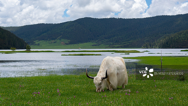 普达措图片素材