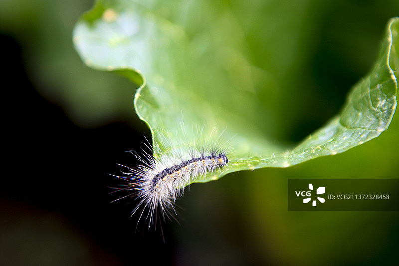 毛毛虫白菜1图片素材