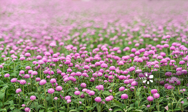 千日红图片素材