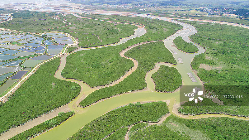 《高桥红树林》图片素材