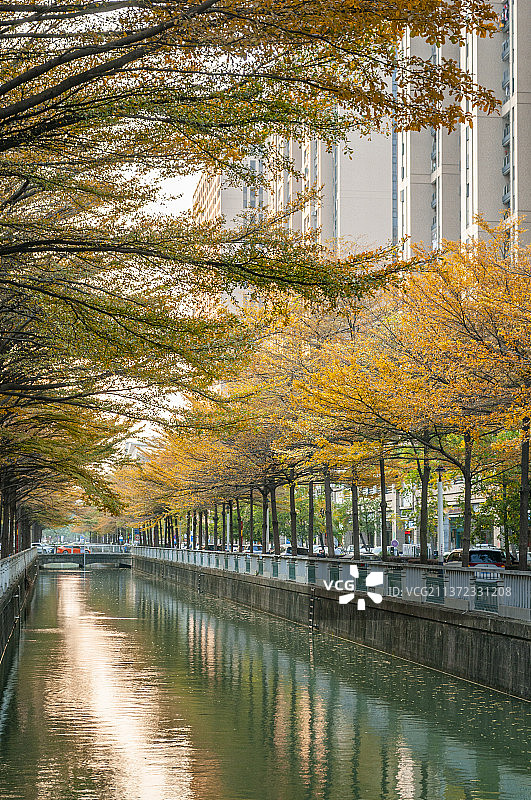换色的细叶榄仁树叶图片素材