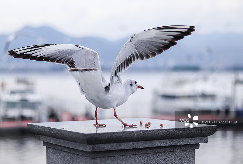 西伯利亚红嘴鸥振翅欲飞图片素材