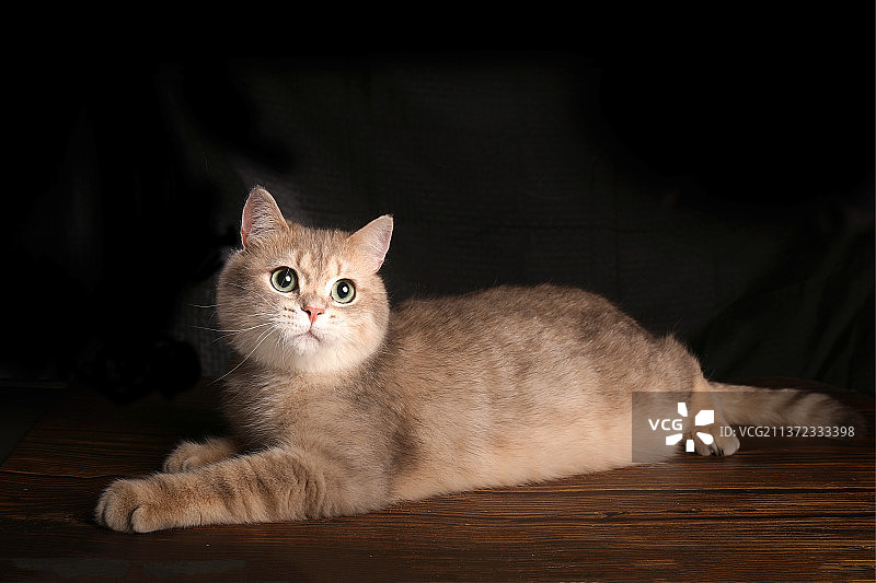 室内拍摄黑色背景金渐层猫幼猫可爱小猫橘猫大橘图片素材