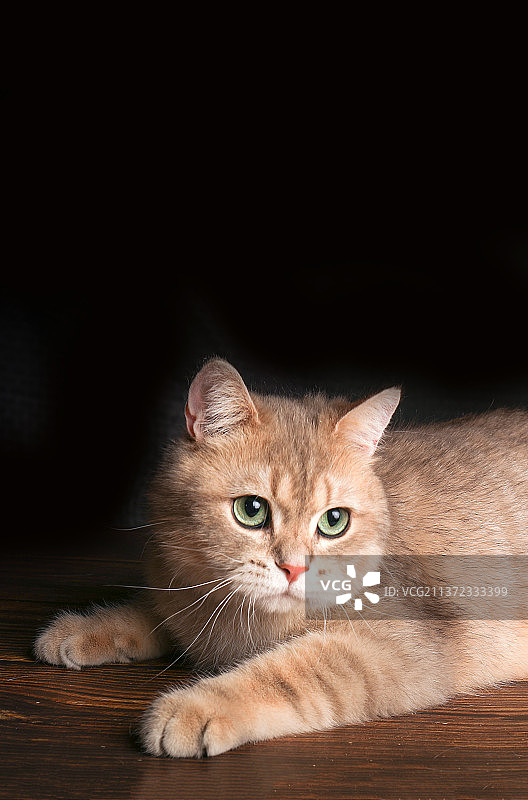 室内拍摄黑色背景金渐层猫幼猫可爱小猫橘猫大橘图片素材