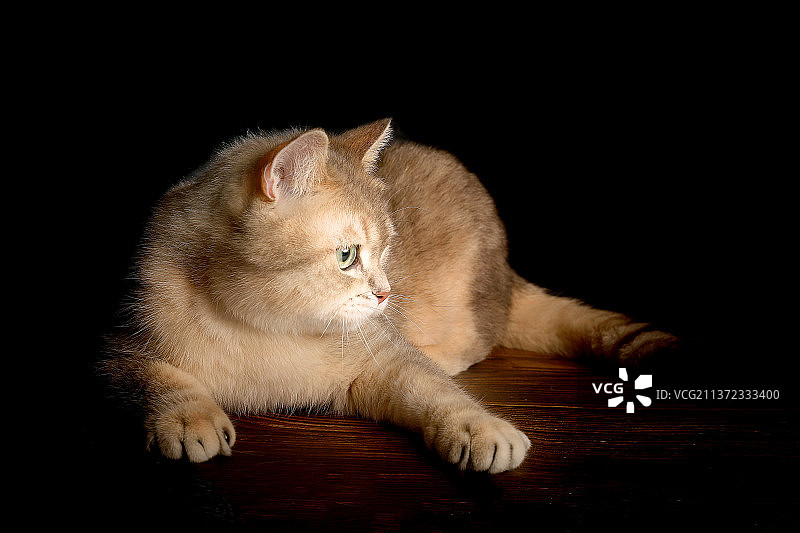 室内拍摄黑色背景金渐层猫幼猫可爱小猫橘猫大橘图片素材