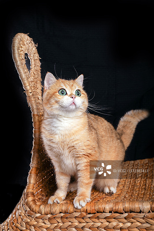 室内拍摄黑色背景金渐层猫幼猫可爱小猫橘猫大橘图片素材