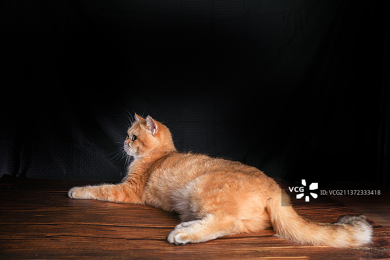 室内拍摄黑色背景金渐层猫幼猫可爱小猫橘猫大橘图片素材