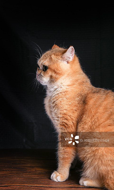 室内拍摄黑色背景金渐层猫幼猫可爱小猫橘猫大橘图片素材