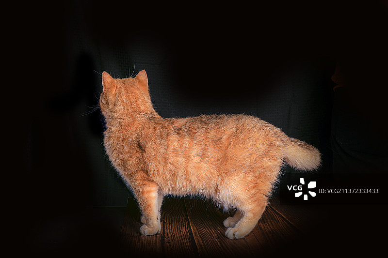 室内拍摄黑色背景金渐层猫幼猫可爱小猫橘猫大橘图片素材