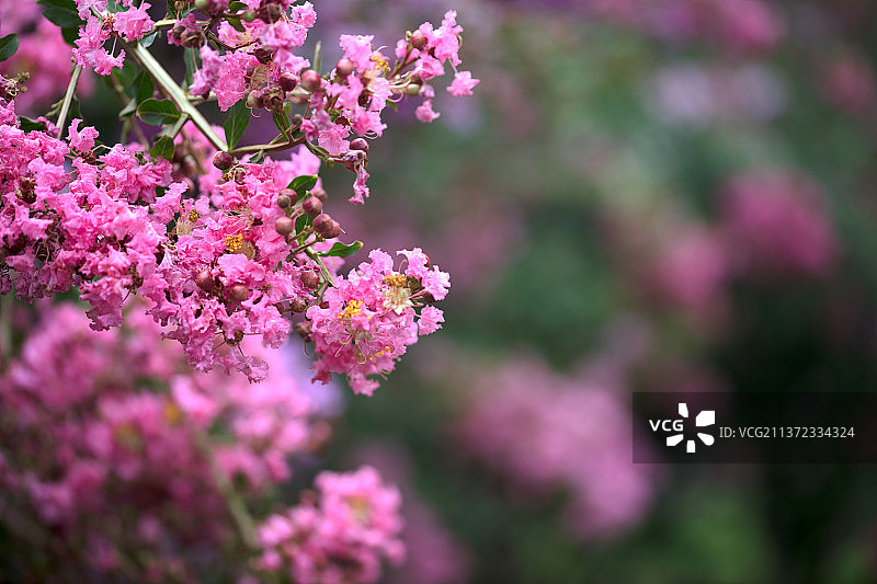 茂盛的丁香花图片素材