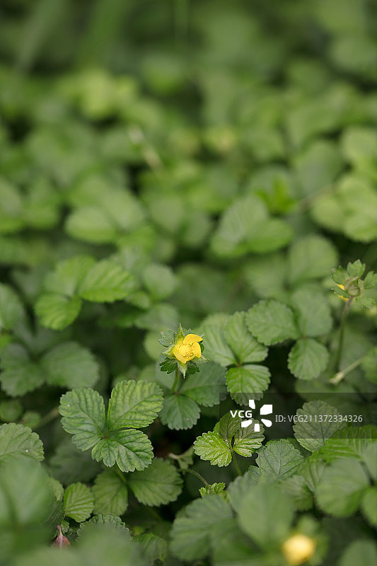 绿化植物蛇莓图片素材