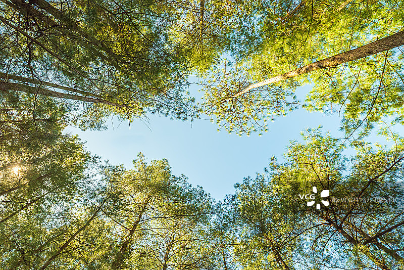在森林中仰望树木与天空图片素材