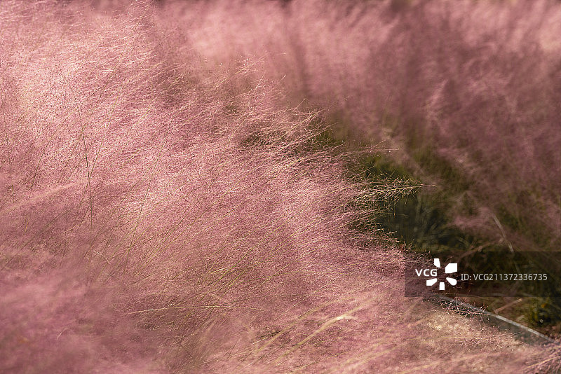 公园里的粉黛乱子草图片素材