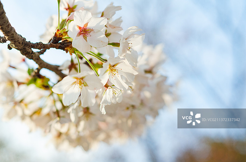 一簇盛开的白色樱花图片素材