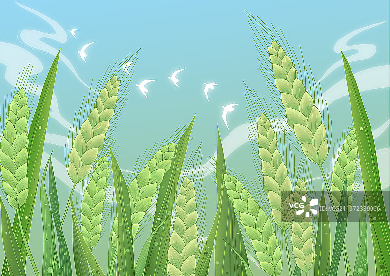 新中式风格仰视绿色的小麦图片素材