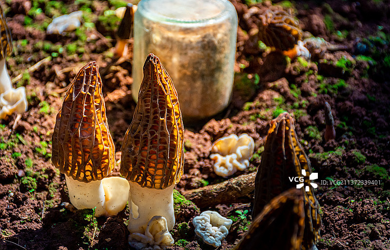 农田里的羊肚菌图片素材