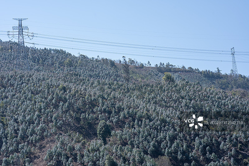 柏树林图片素材