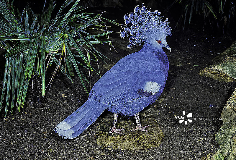 维多利亚凤冠鸠图片素材