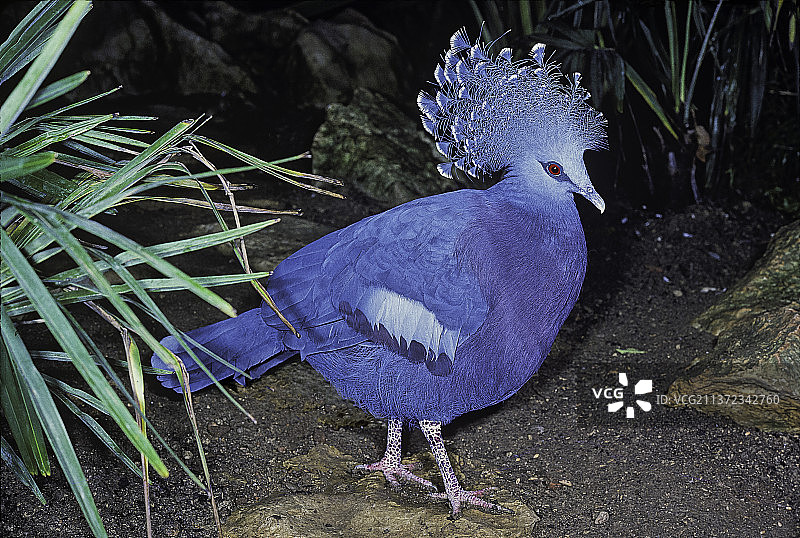 维多利亚凤冠鸠图片素材