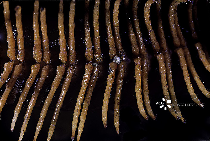 Spirostreptus gigas（非洲大马陆，shongololo）-腿图片素材