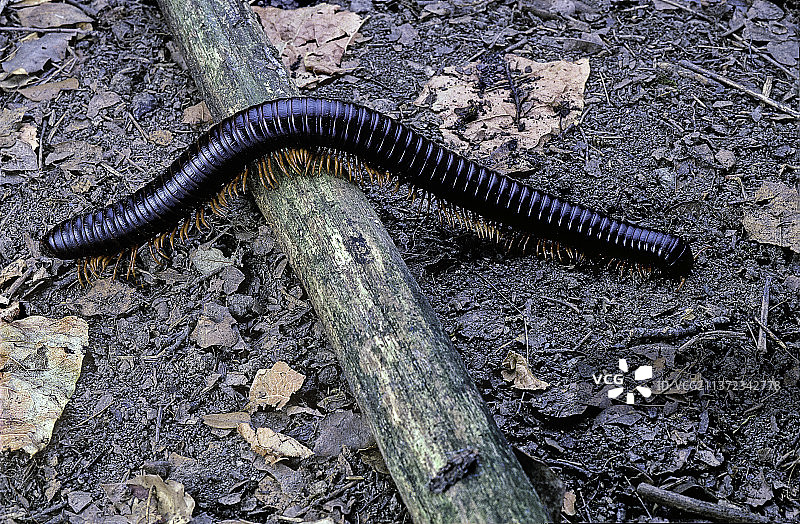 非洲大马陆图片素材
