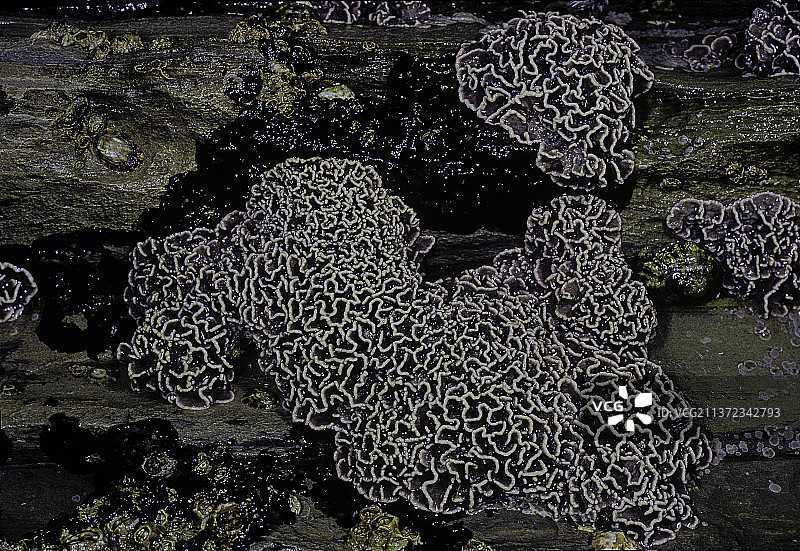 绒毛石叶藻（钙化红藻）图片素材